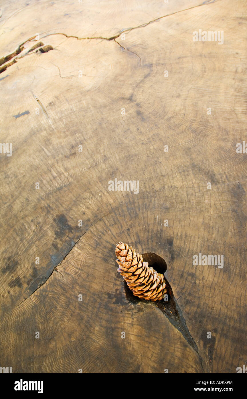 USA California Sequoia National Park Pine Cone in a tree trunk Stock Photo