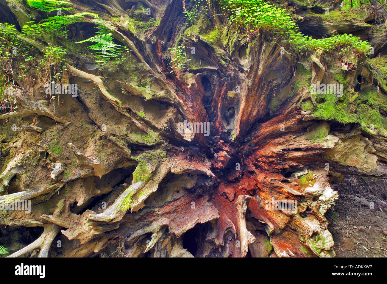Root ball of fallen Redwood tree Humbolt Redwood State Park California Stock Photo