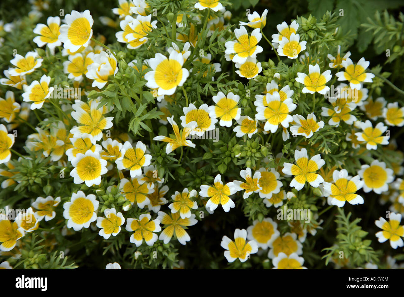Poached Egg Plant