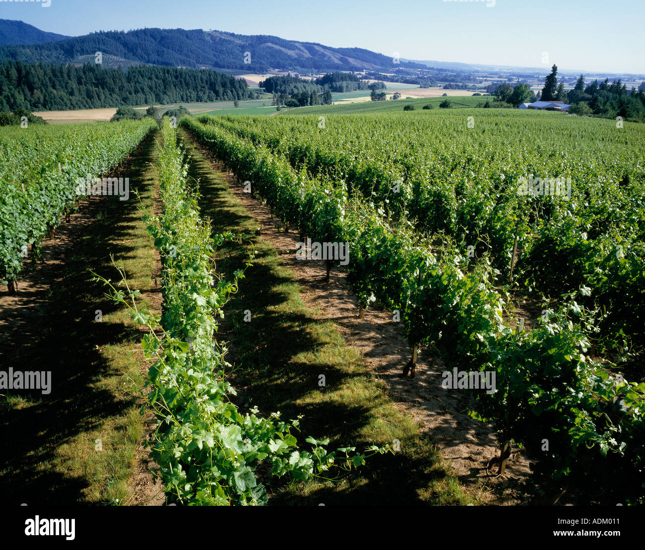 Fruit Tree Line Rows Rows of fruit hi-res stock photography and images - Alamy