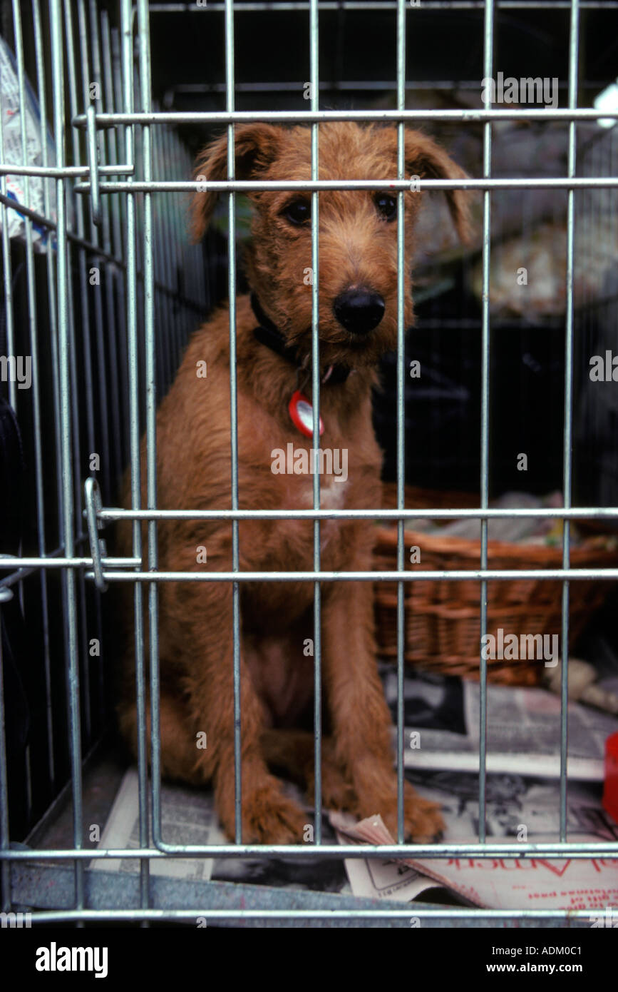 Sad Puppy In A Cage Stock Photo Alamy Sad Puppy In A Cage Stock Photo Alamy
