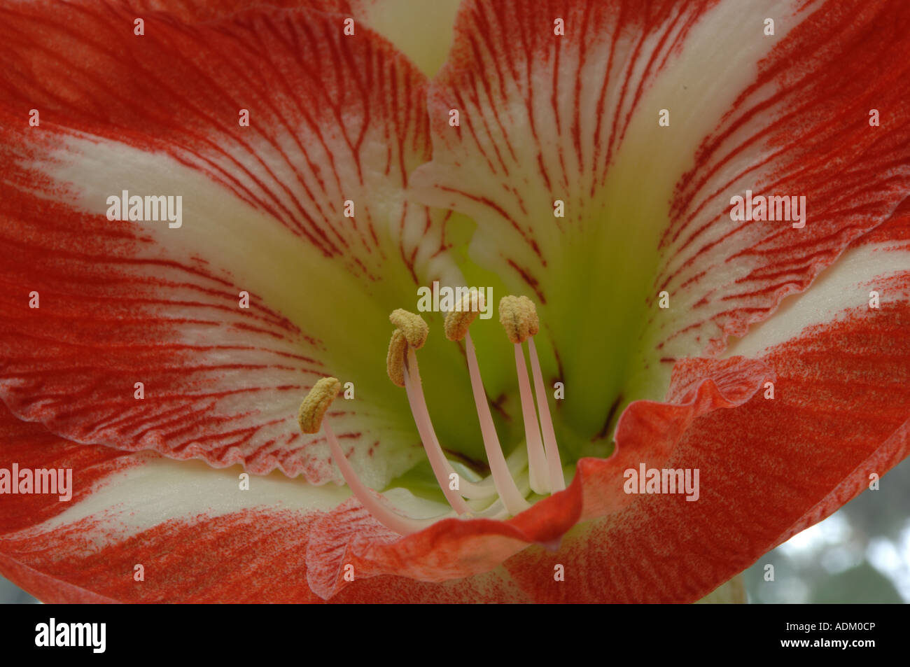 Amaryllis in a conservatory Stock Photo