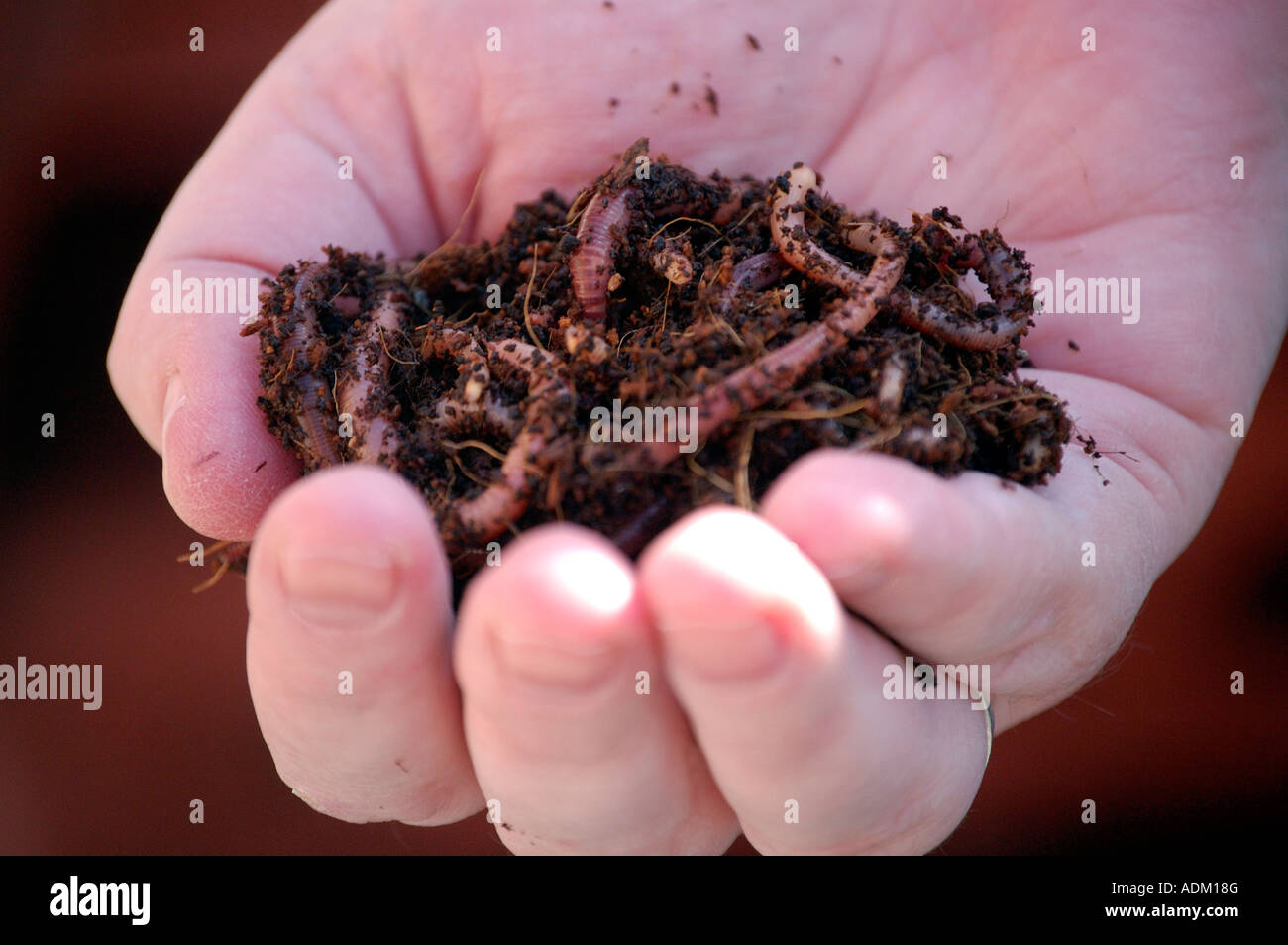 A handful of composting worms ready to be put into a wormery for environmentally friendly recycling of food waste Stock Photo