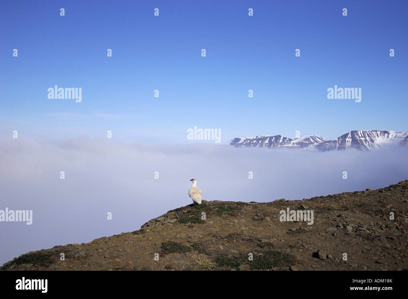 svalbard rock ptarmigan in his surroundings lagopus muta hyperborea Stock Photo