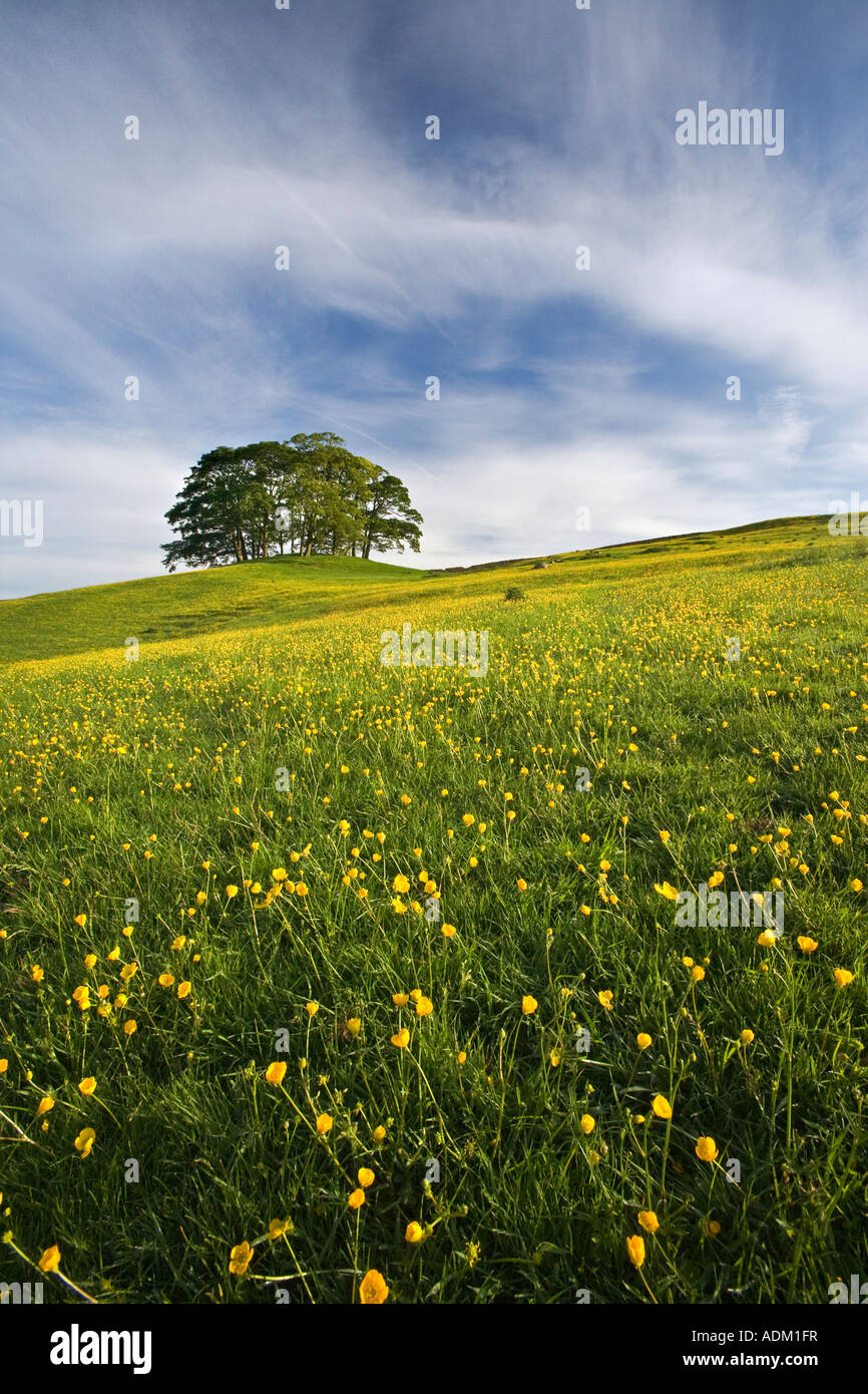 A buttercup covered hillside in an English spring Stock Photo