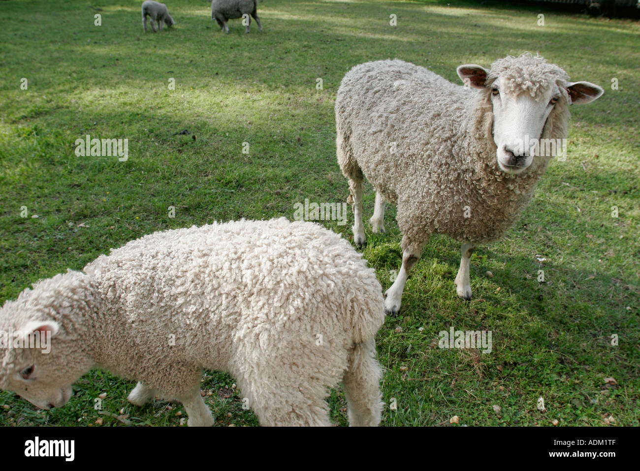 Leicester Longwool Sheep Stock Photos & Leicester Longwool ...