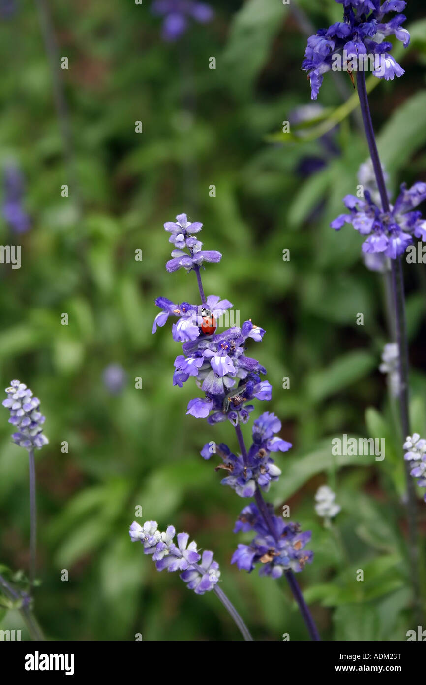 Ladybug on Blue Salvia Stock Photo