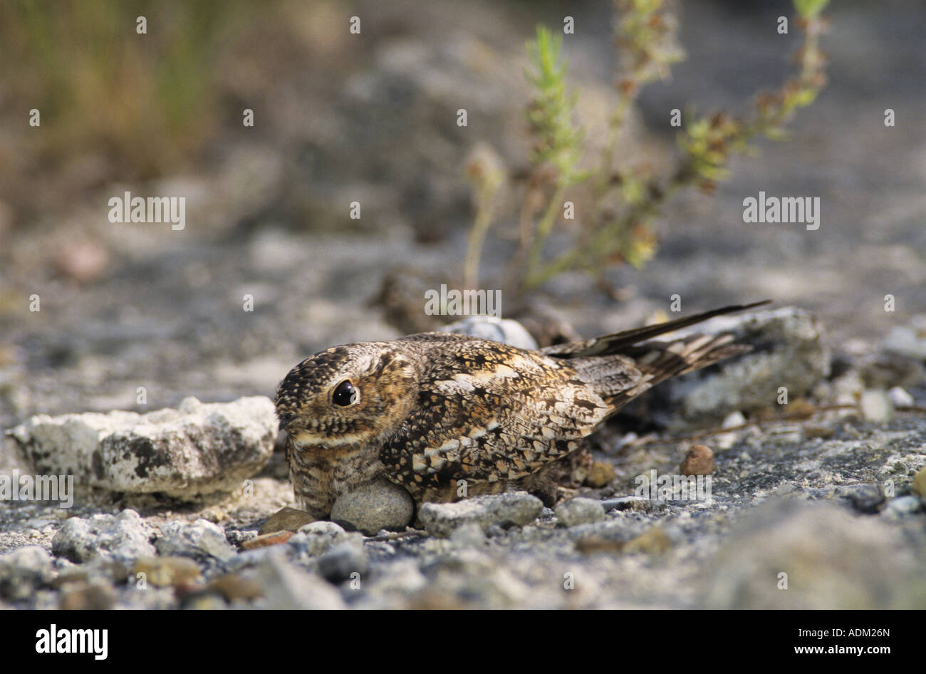 Lesser nighthawks eggs camouflage hires stock photography and images Alamy