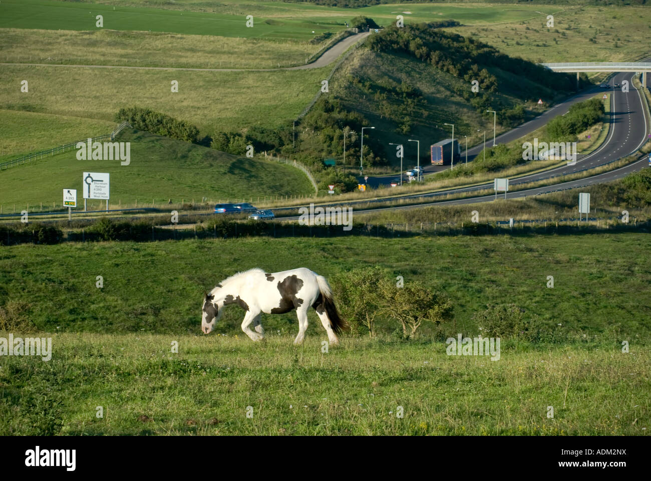 BLACK AND WHITE HORSE MOTORWAY Stock Photo