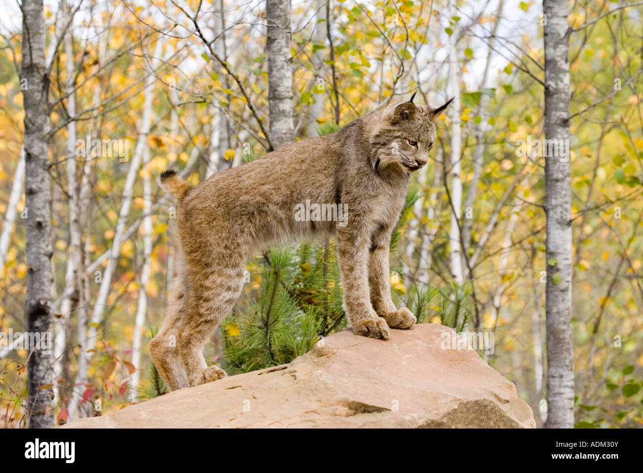 Canadian Lynx Lynx canadensis Sandstome Pine County Minnesota United