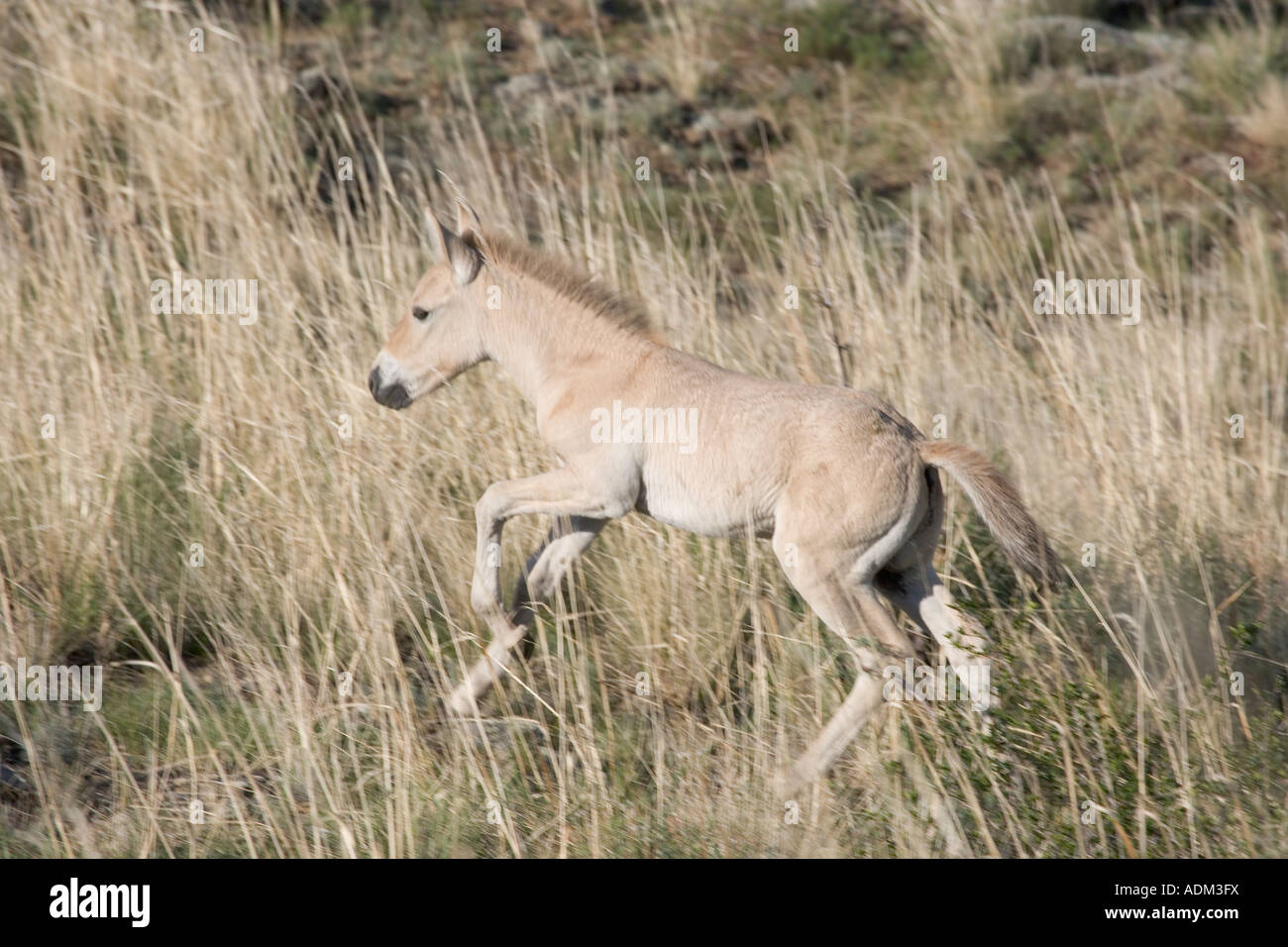 cute baby foal Stock Photo Alamy