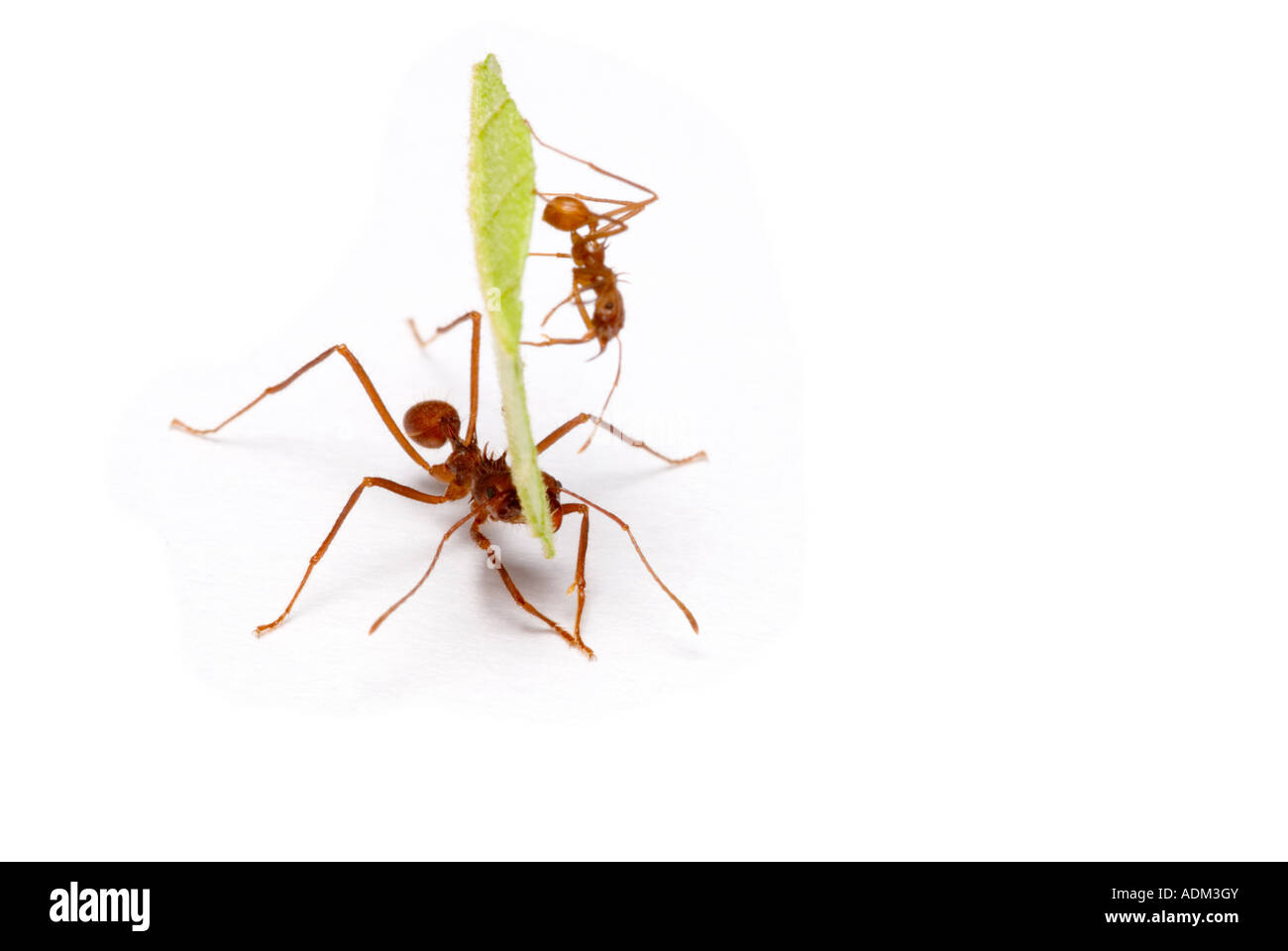 LEAFCUTTER ANT carrying leaf with 'hitchhiker' ant riding leaf Stock