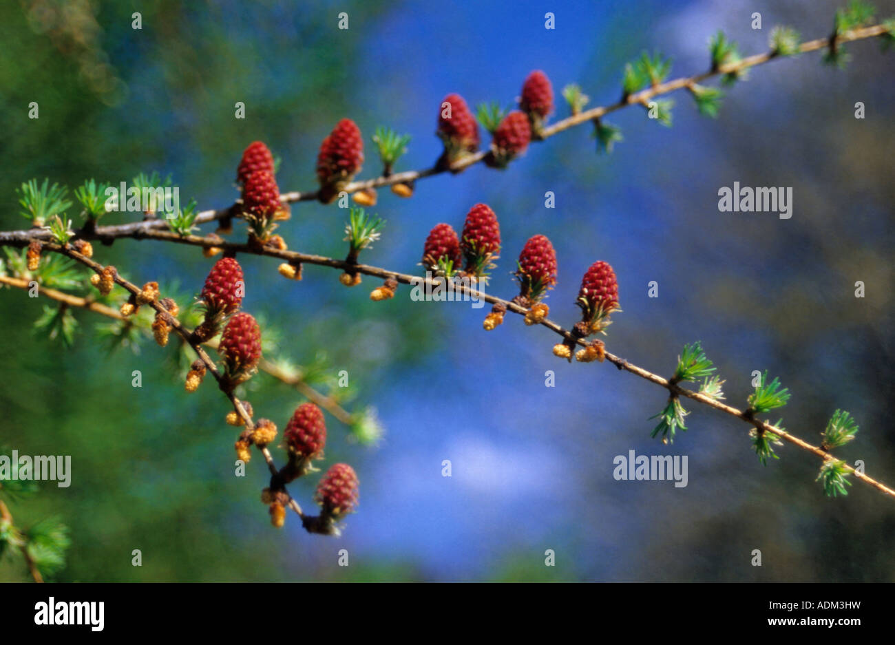 European Larch ( Larix decidua ) Stock Photo