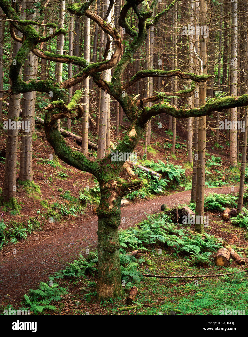 Twisted Oak tree in a conifer plantation, Beinn Lora, Argyll Stock Photo