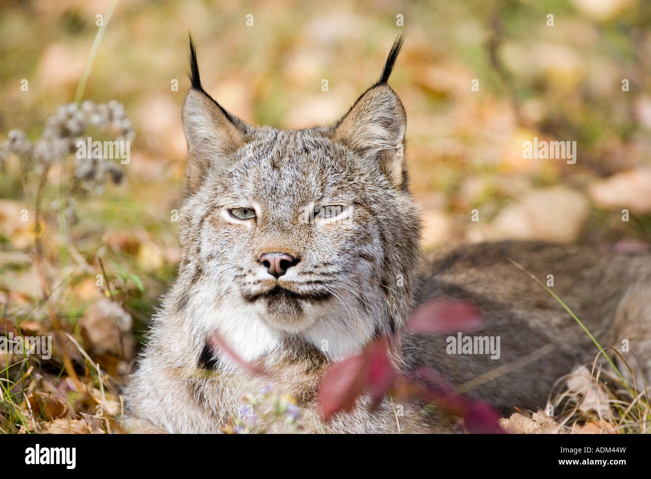 Lynx snowshoe hare hi-res stock photography and images - Alamy