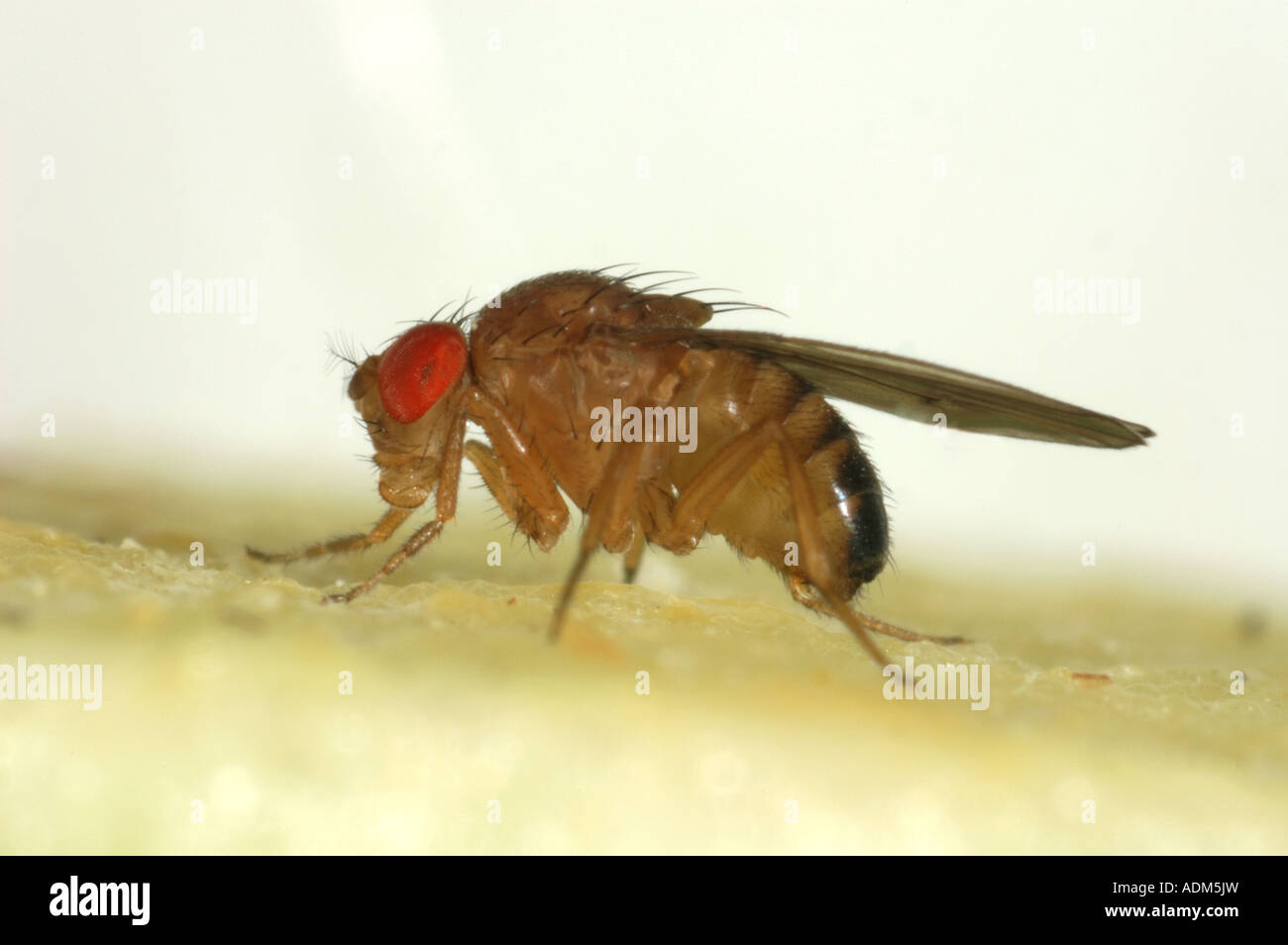 Adult fruit fly Drosophila melanogaster a genus used for experiments because of their rapid breeding cycle Stock Photo