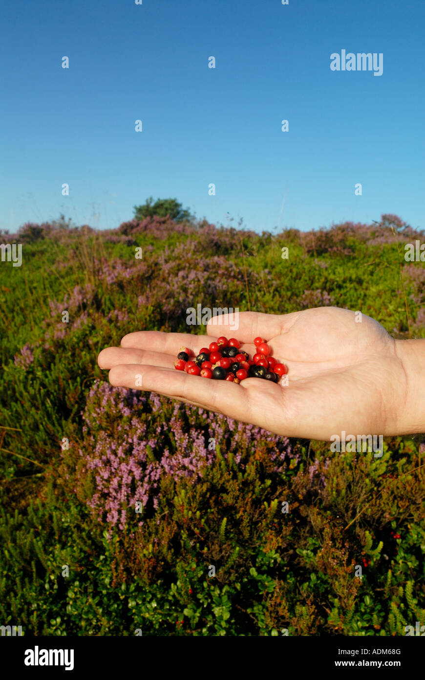 A handful of berries from the heath Stock Photo