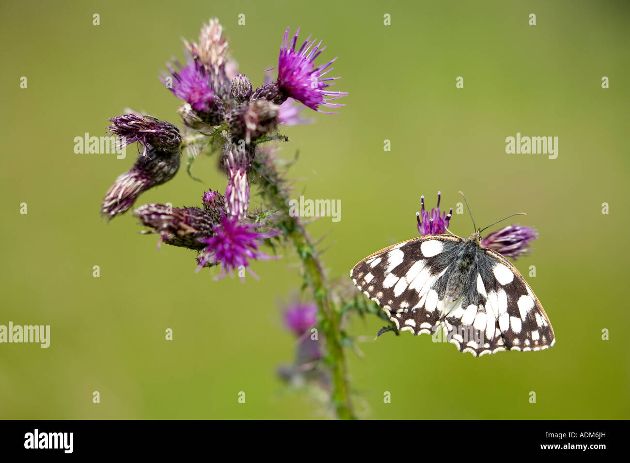 Melanargia Galathea. Marbled white butterfly on a thistle flower in the English countryside Stock Photo