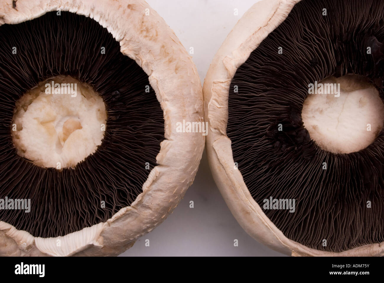 Underside Two large flat button mushrooms on kitchen table Stock Photo