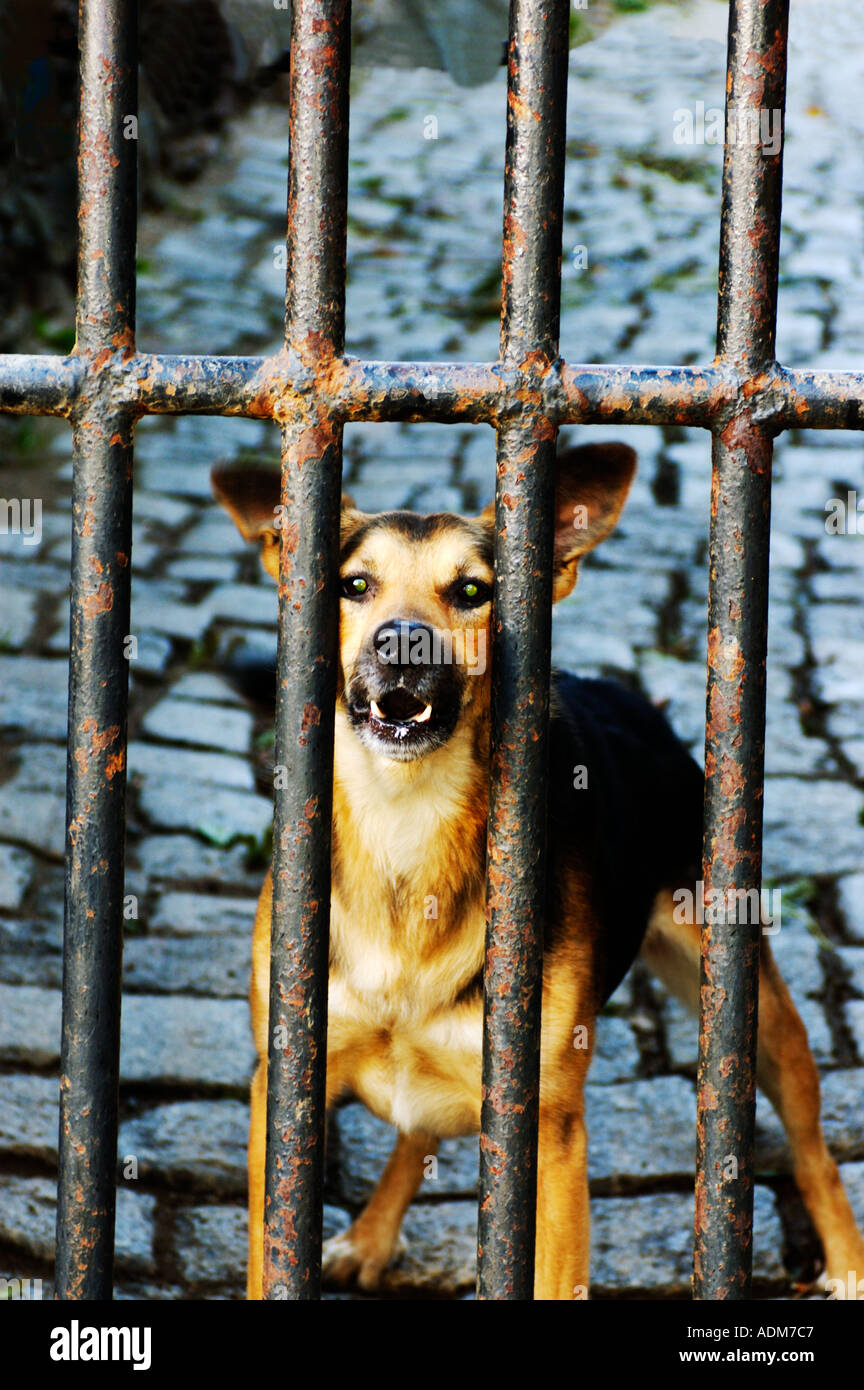 Dogs, Guard dog Stock Photo
