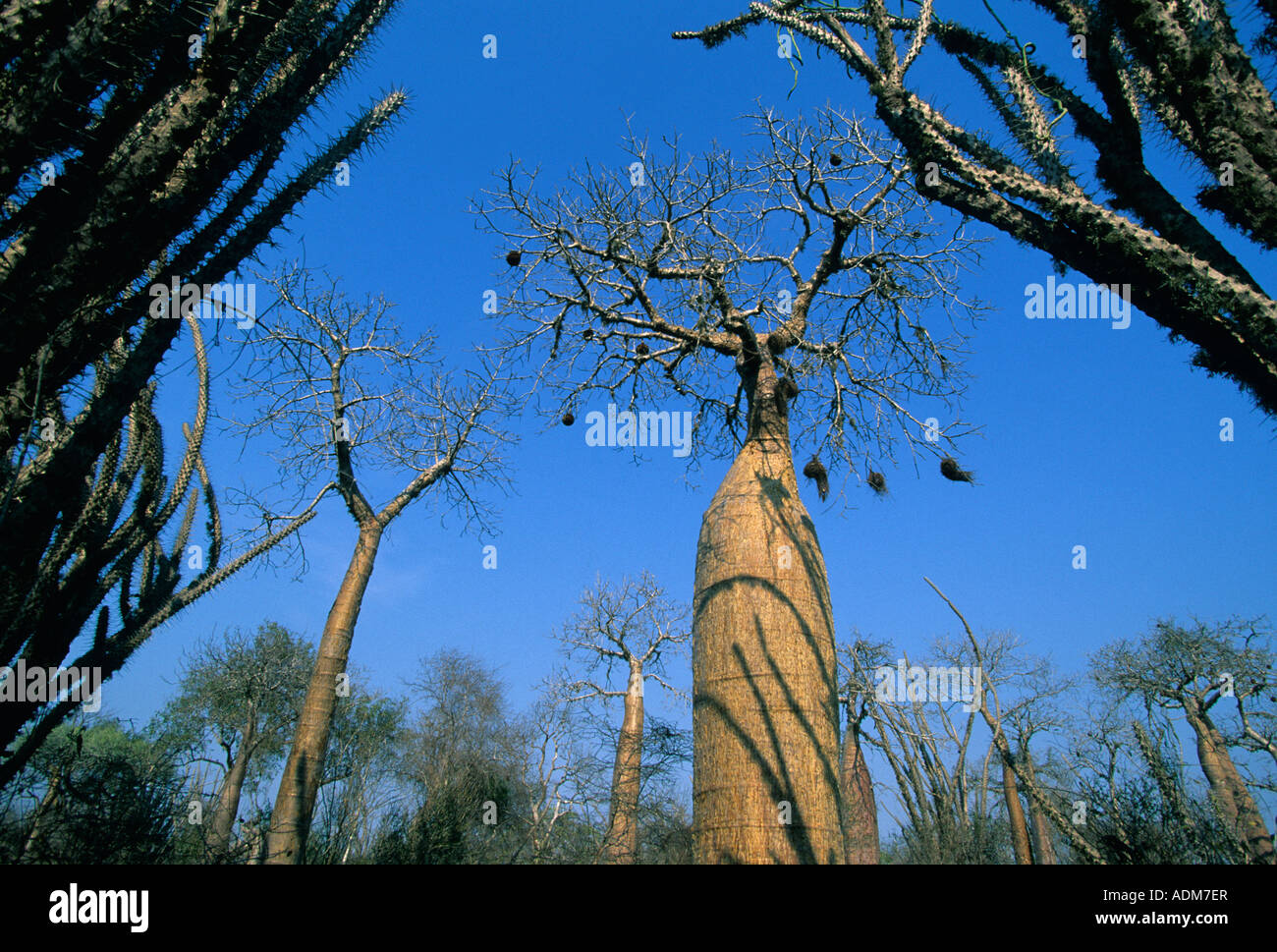 Baobabs adansonia sp hires stock photography and images Alamy