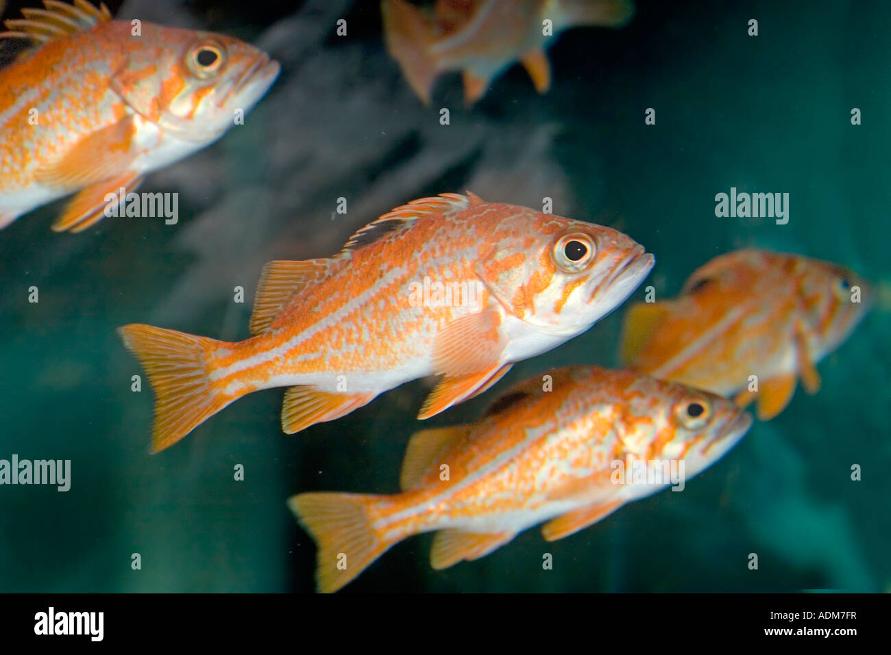 Canary Rockfish Sebastes pinniger Seattle Aquarium Washington United