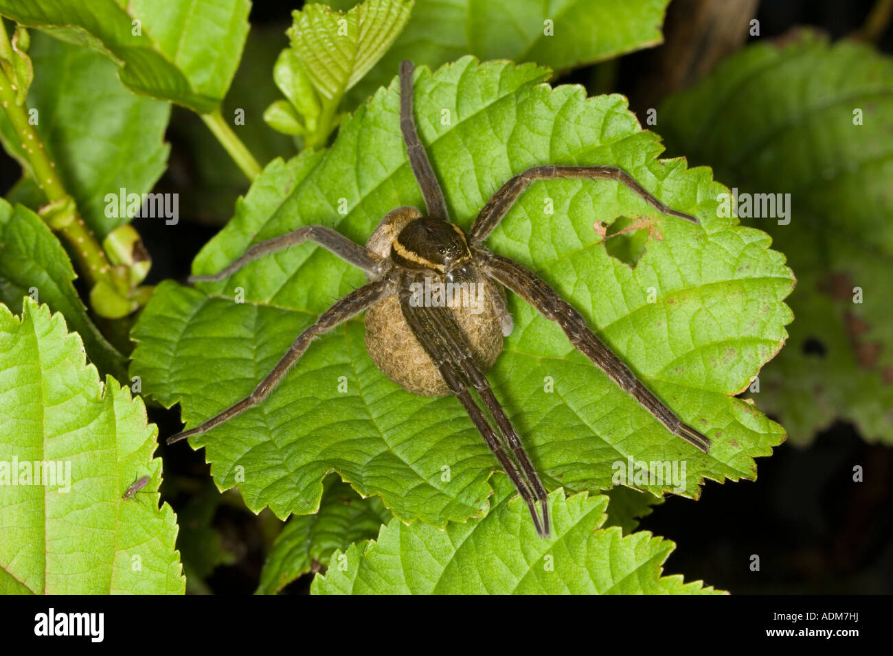 female Fen Raft Spider (Dolomedes plantarius) carrying egg sac. Stock Photo