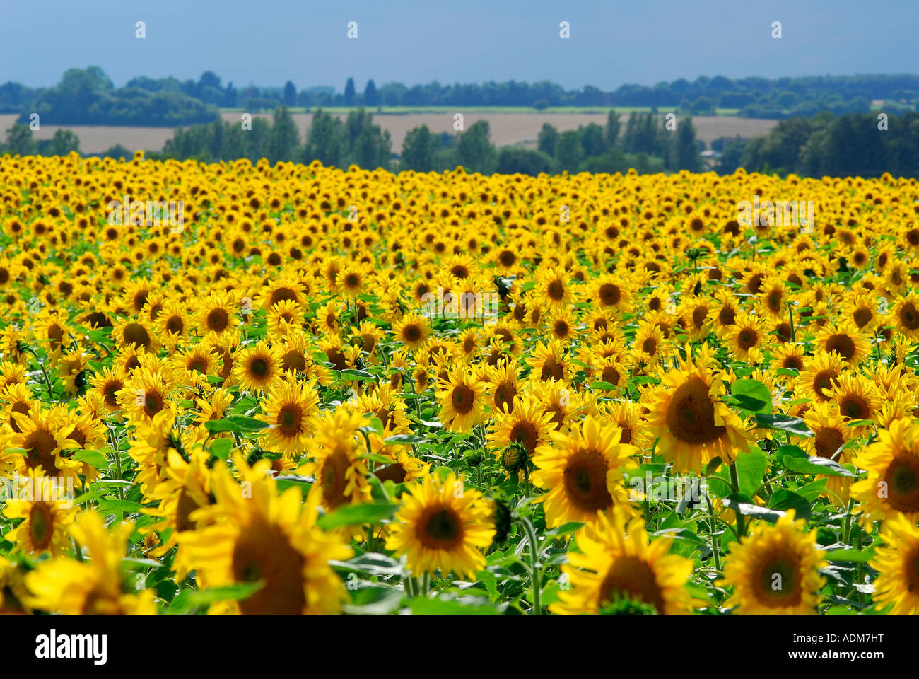 sunflower field, norfolk, england Stock Photo Alamy