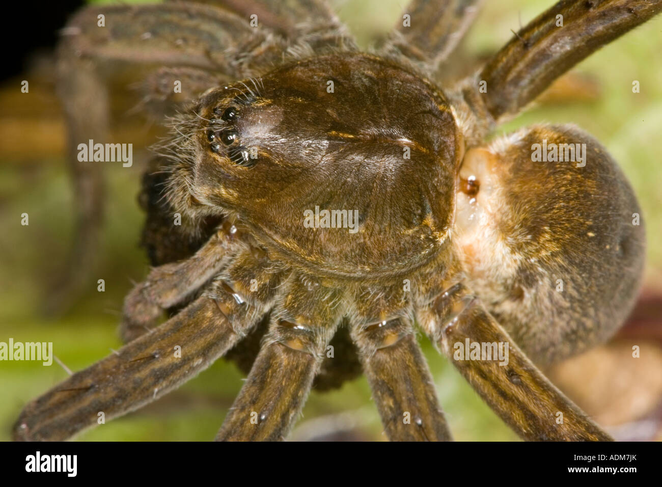 Close up of unstriped form of female Fen Raft Spider (Dolomedes plantarius) carrying mature egg sac. Stock Photo
