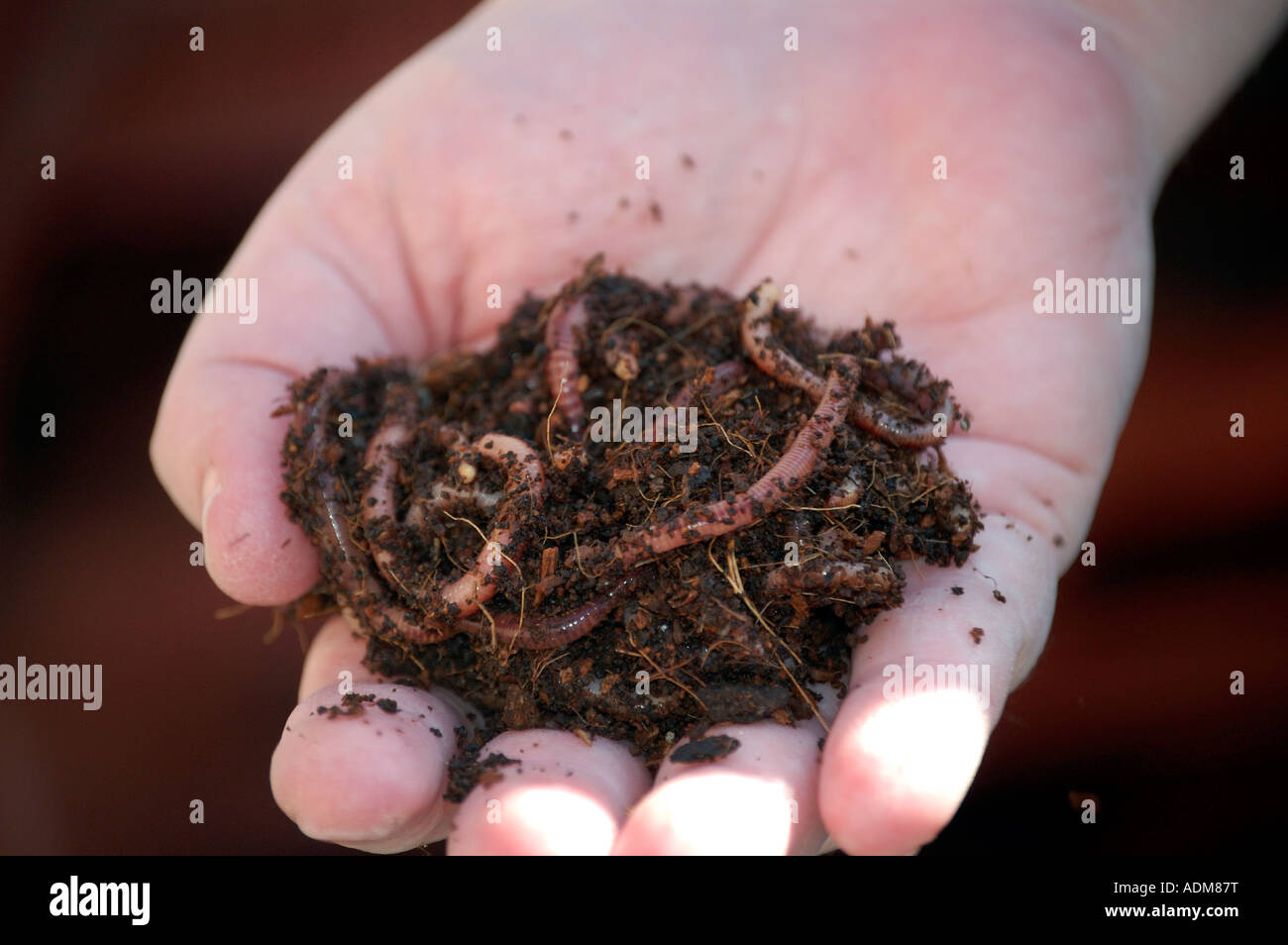 A handful of composting worms ready to be put into a wormery for environmentally friendly recycling of food waste Stock Photo