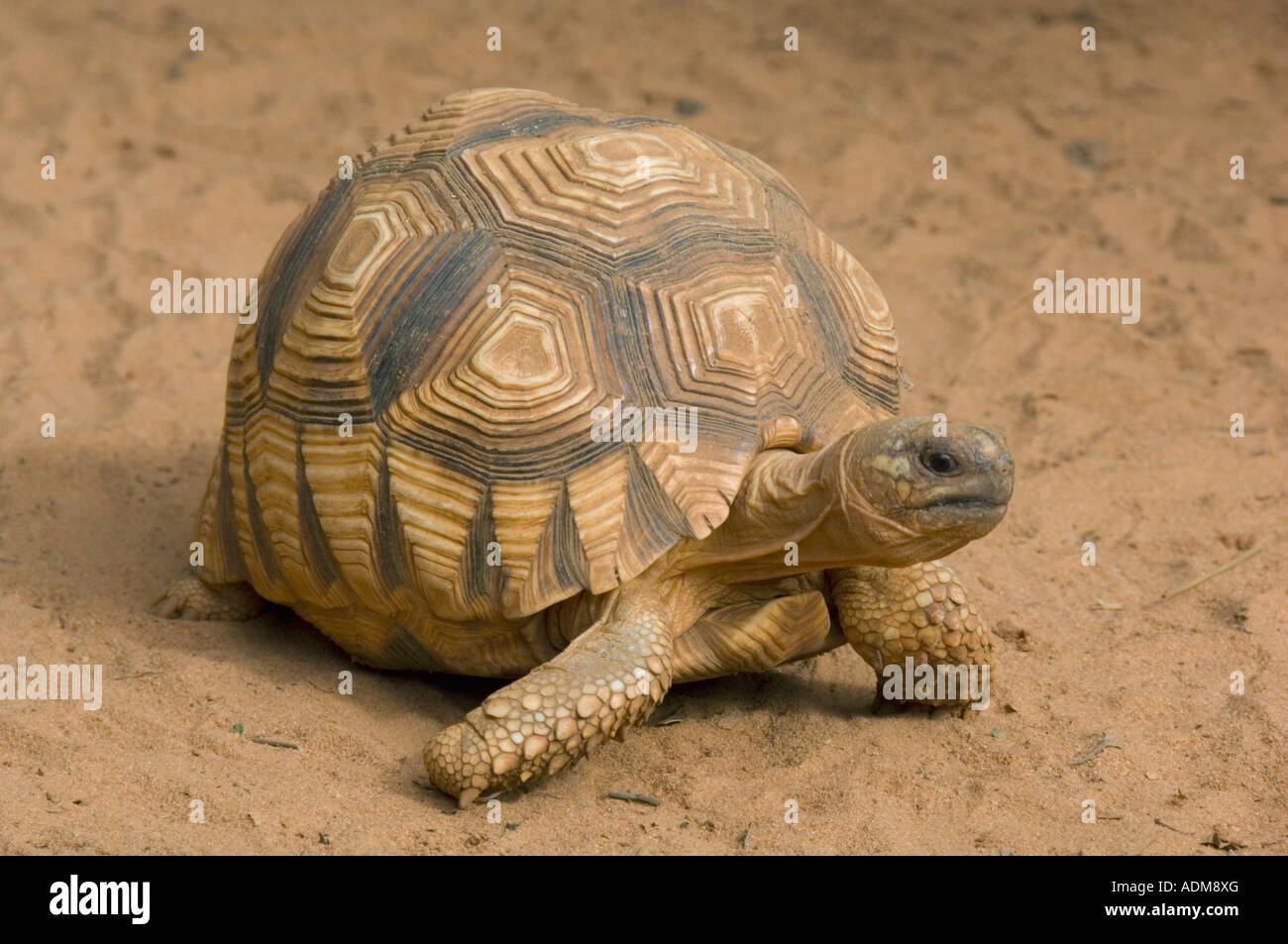 Baby Angonoka or Madagascar Plowshare tortoise (Geochelone yniphora