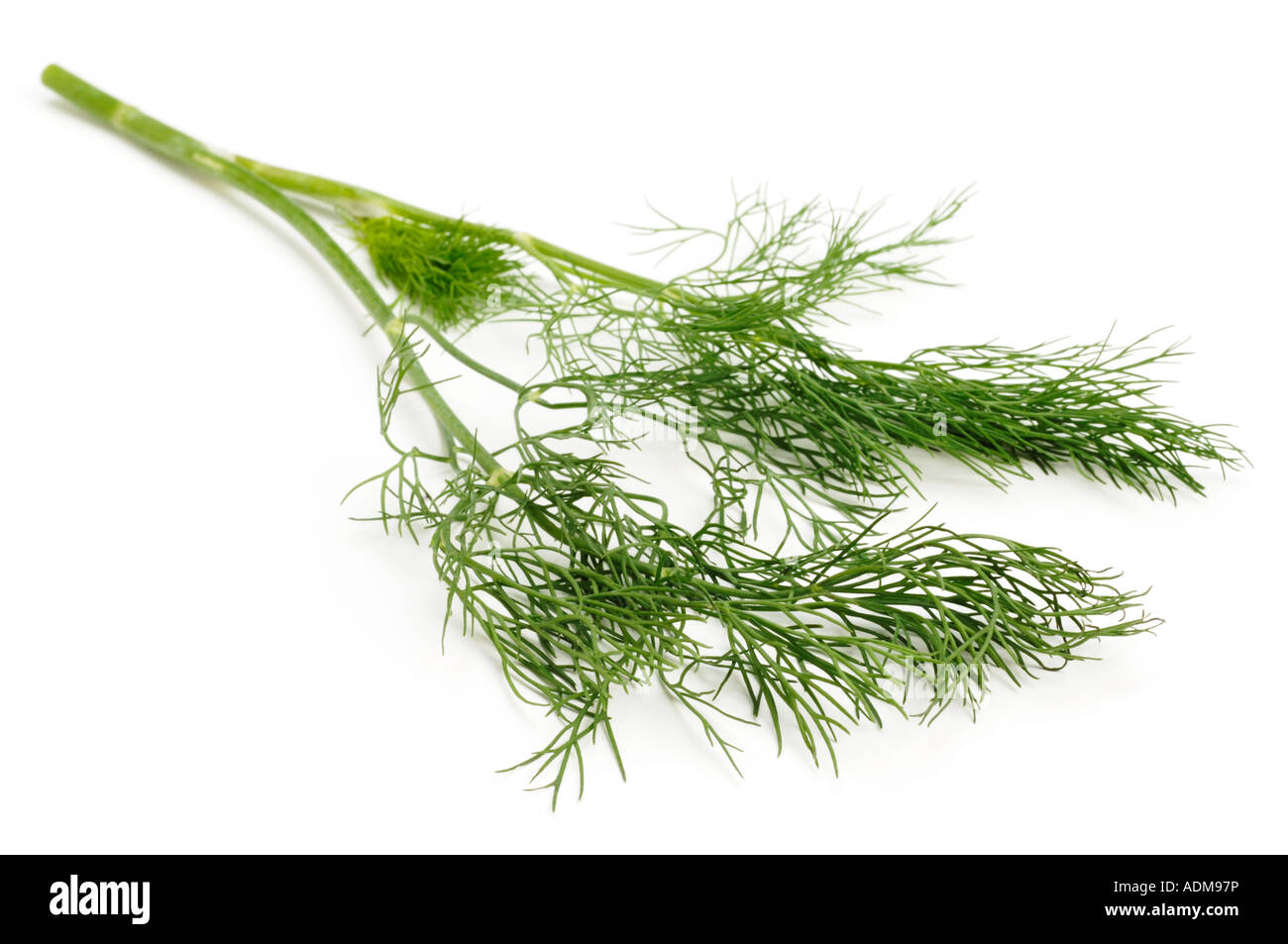 Sprig of fresh Dill Stock Photo Alamy