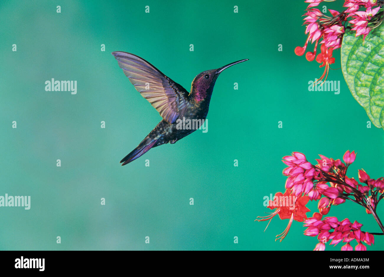 Jamaican Mango Hummingbird Anthracothorax mango adult feeding on