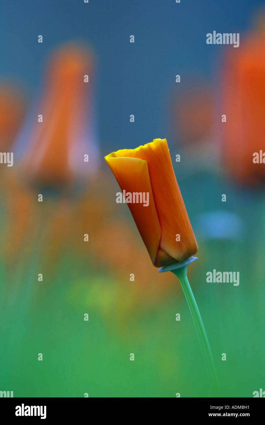 Eschscholzia lemmonii E. Greene, orange flower from the poppies family over green field with blue background Stock Photo