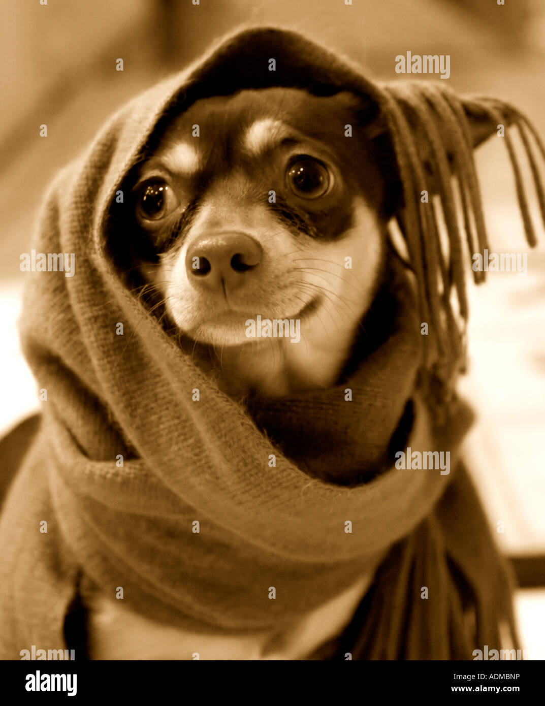 Wearing clothes too small hi-res stock photography and images - Alamy