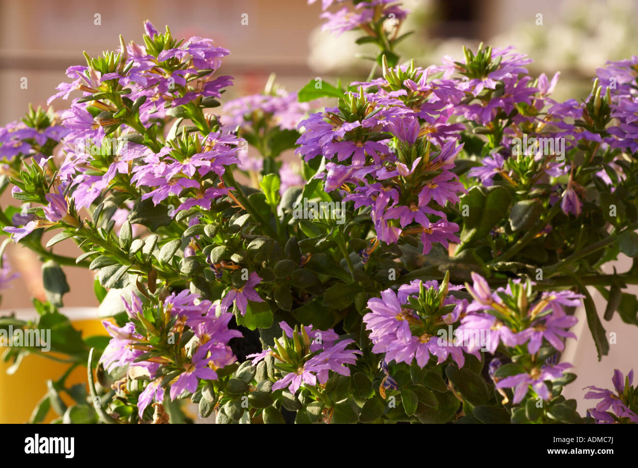 Flowers fauna hi-res stock photography and images - Alamy