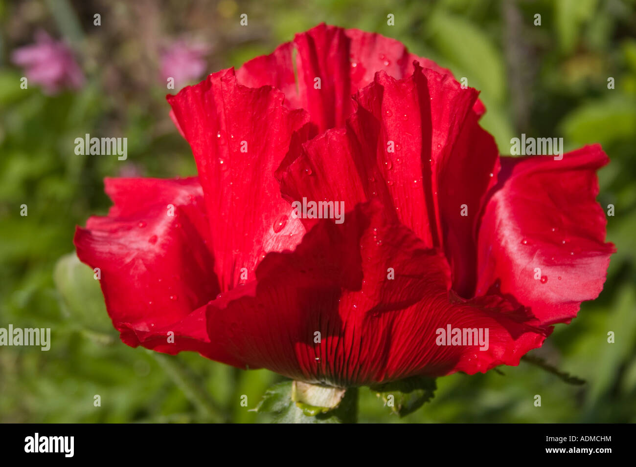 Flowers with paper like petals hires stock photography and images Alamy
