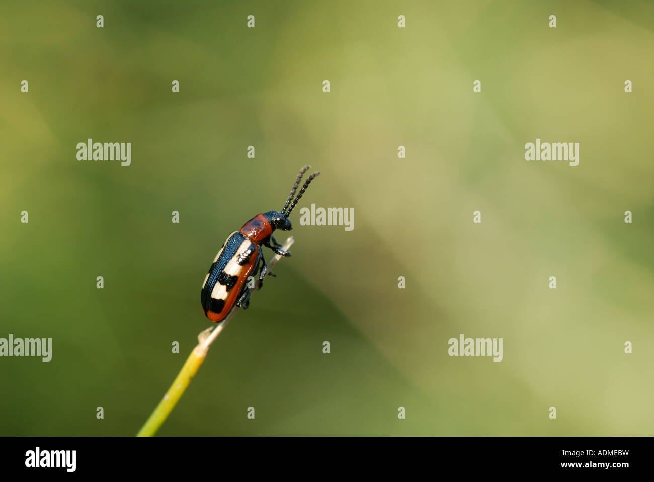 Common Asparagus Beetle (Crioceris asparagi Stock Photo Alamy