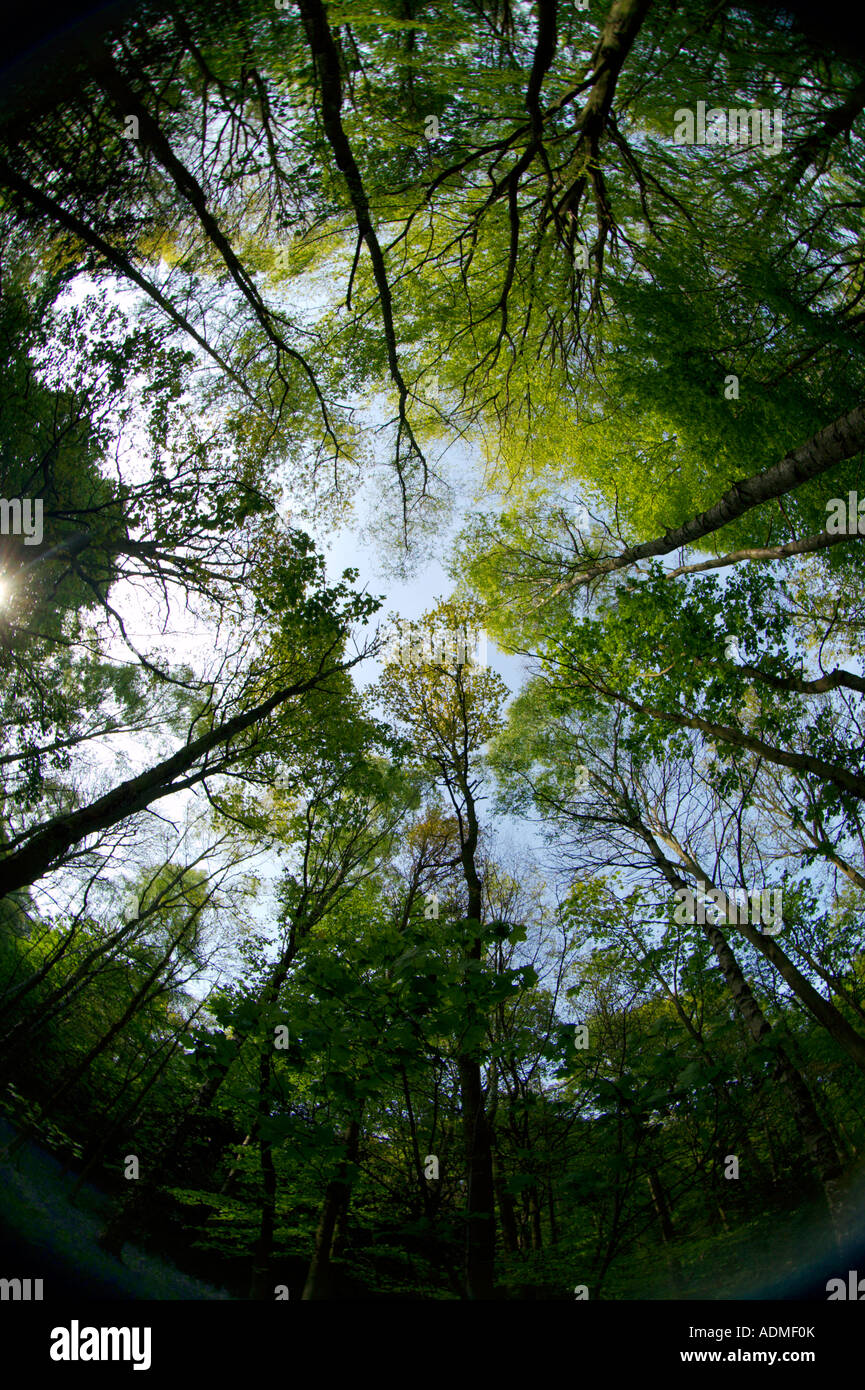Fisheye image of a beech woodland canopy UK Stock Photo