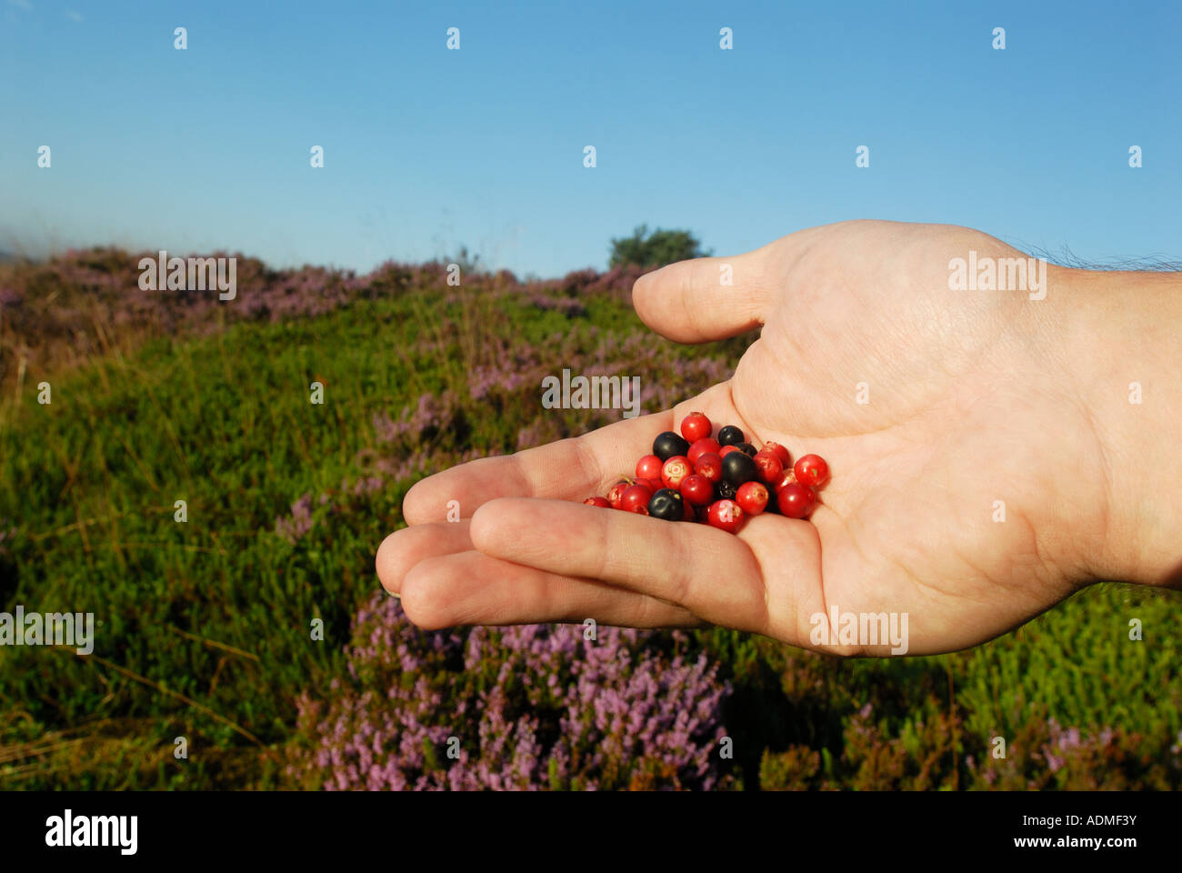 A handful of berries from the heath Stock Photo