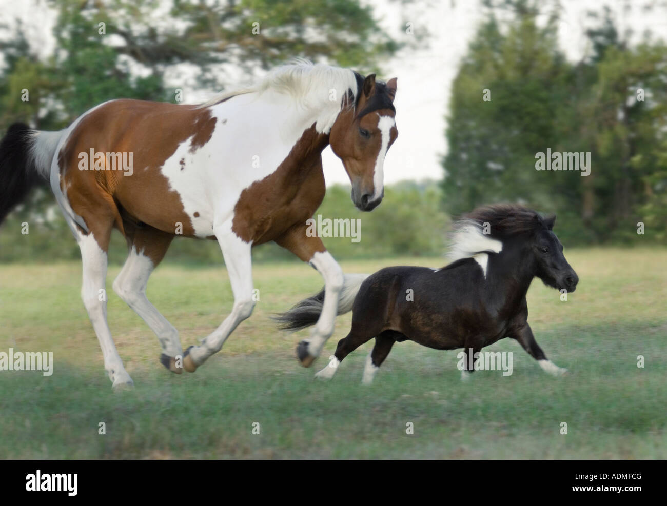 American Paint Horse stallion with Miniature Horse stallion buddy Stock
