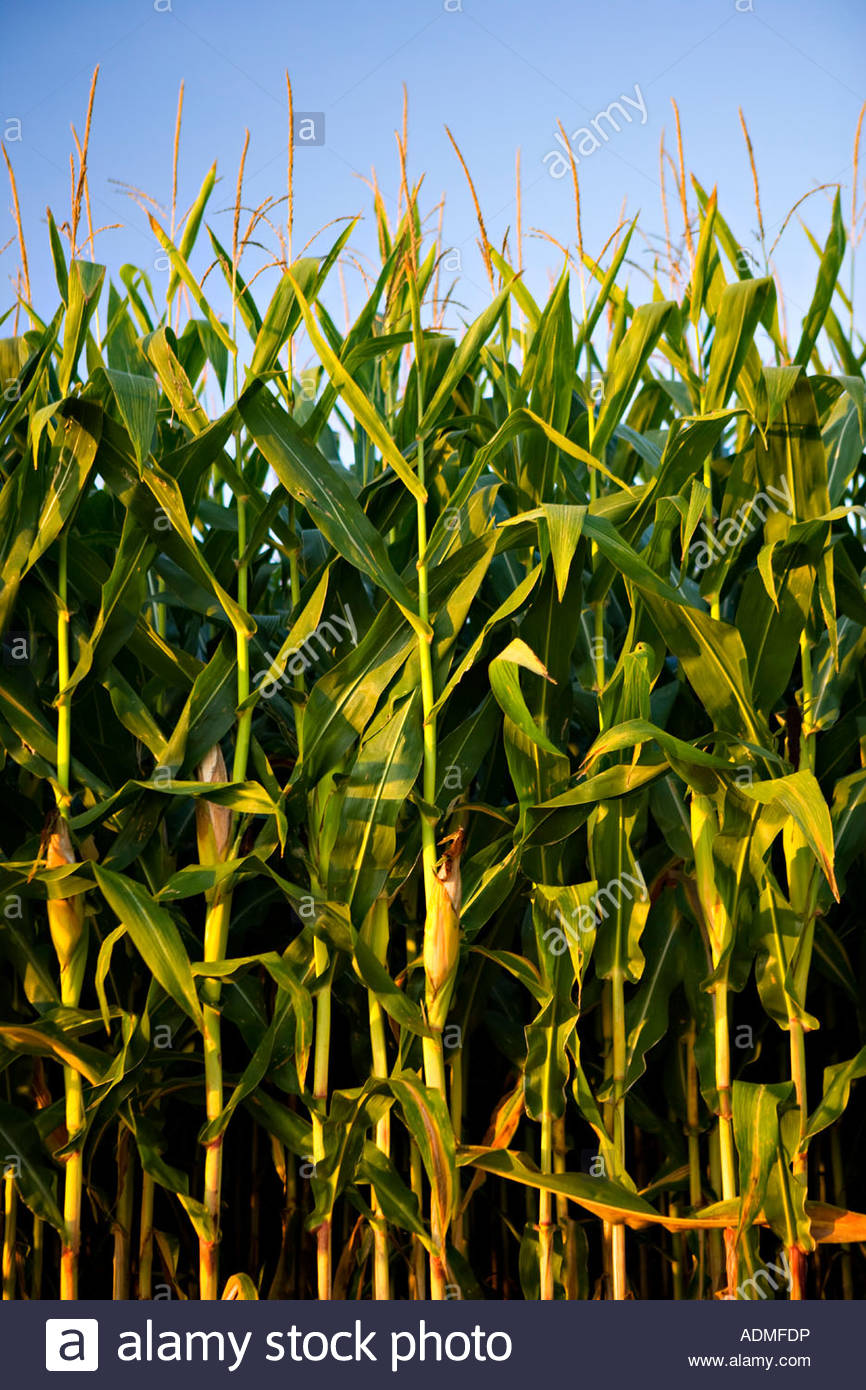 Ethanol Plant Stock Photos & Ethanol Plant Stock Images Alamy