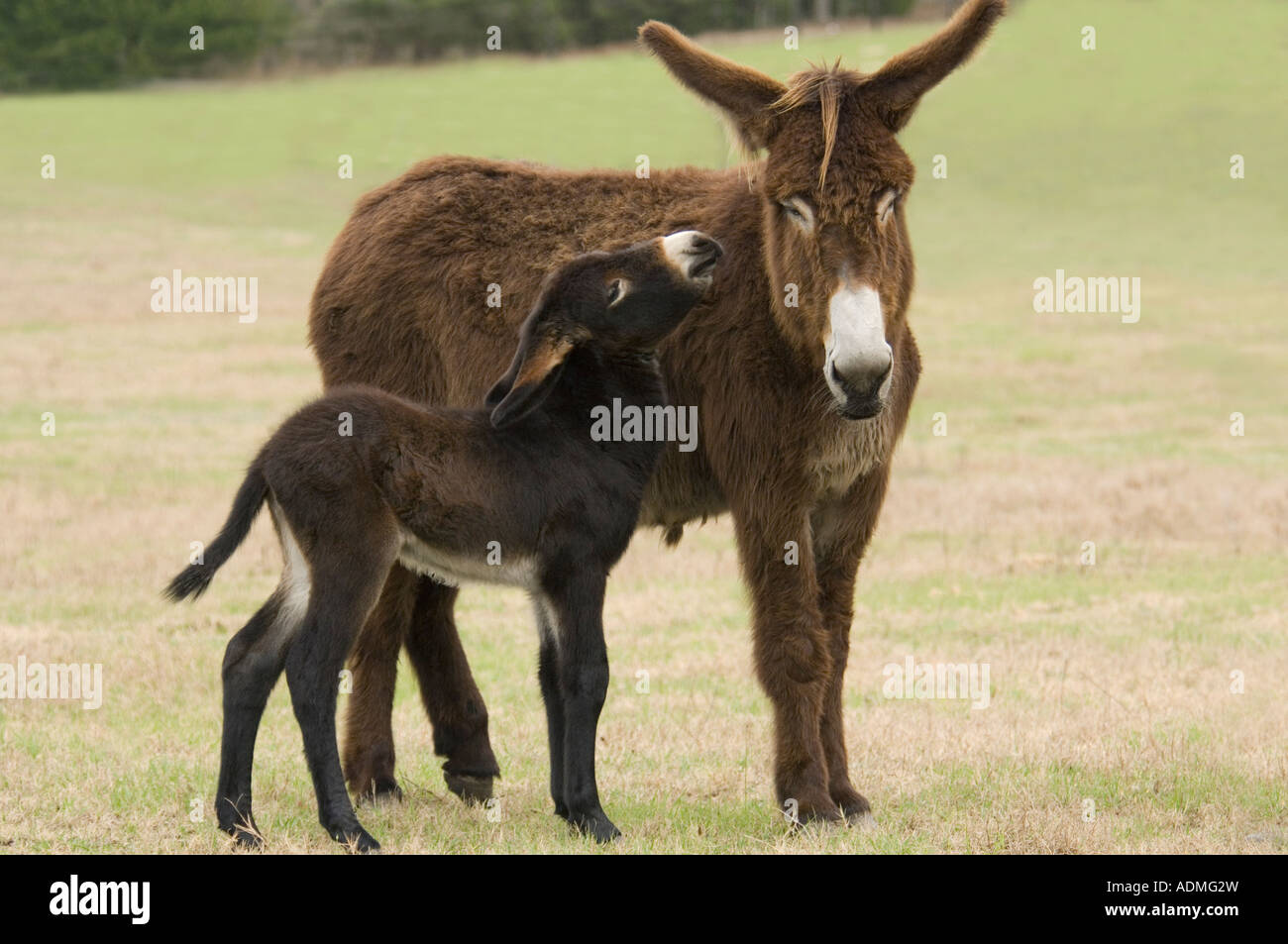 Poitou donkey Jenny with foal Stock Photo