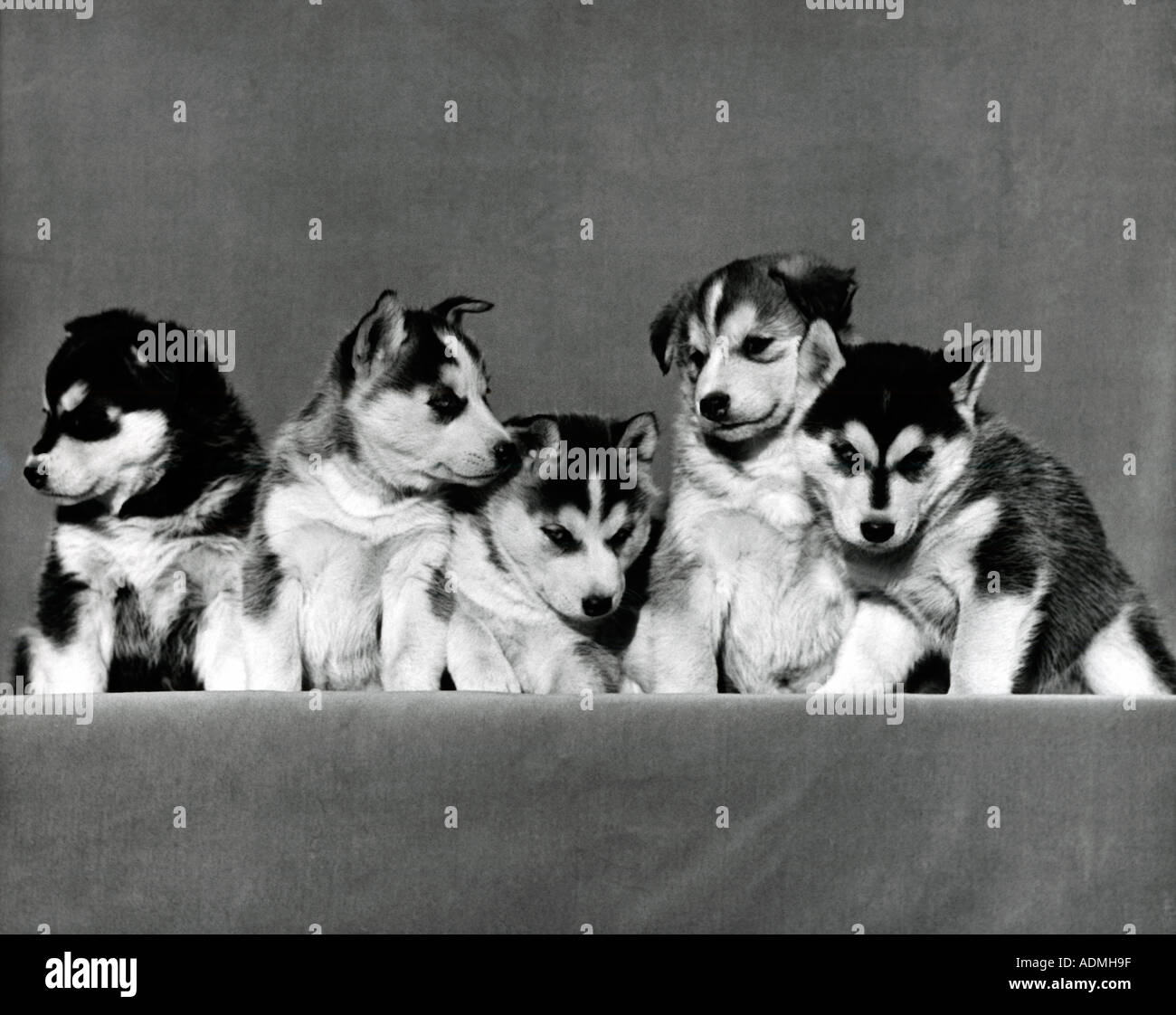 Five Siberian Husky puppies celebrate their eighth week in a cheerful cute gathering in a black and white photo Stock Photo