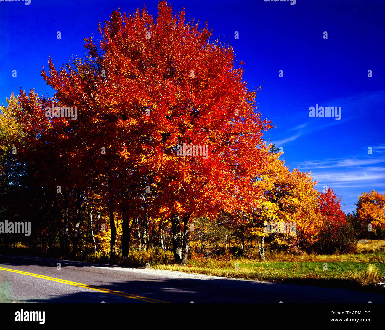 Beautiful maple tree in fall hi-res stock photography and images - Alamy