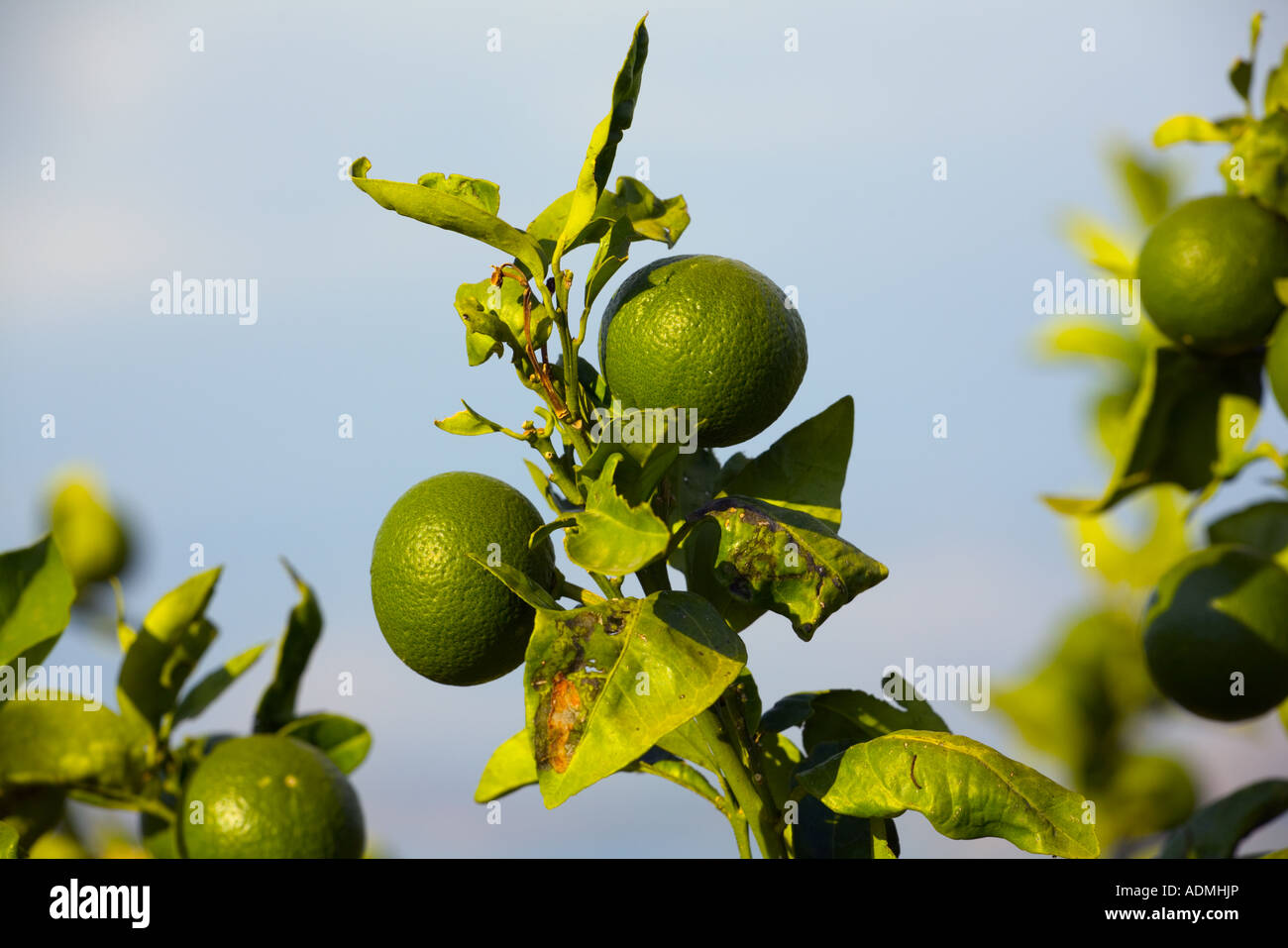 Green unripe oranges on the tree in Corfu Stock Photo Alamy