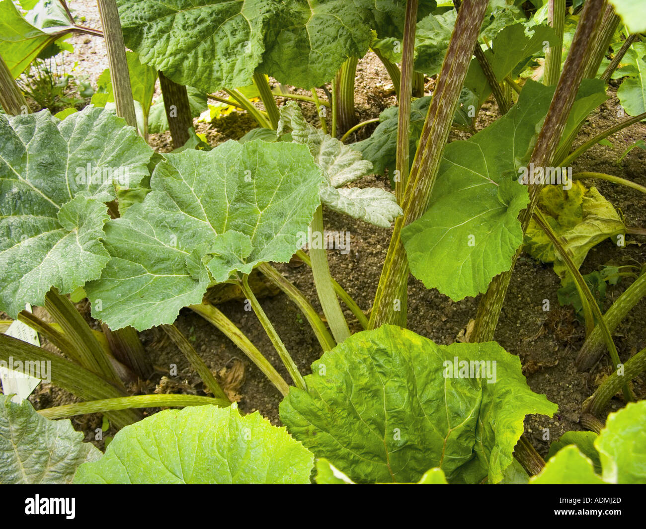 in the jungle of butterbur PETASITES HYBRIDUS Stock Photo