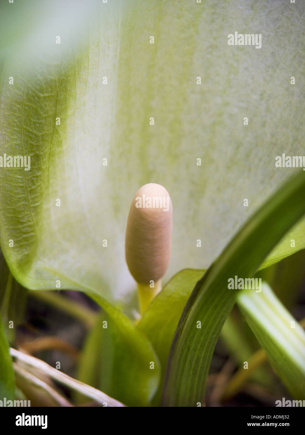 ARACEAE Arum Maculatum L Aron Aronstab Geophyt subatl smed hygromorph Stock Photo