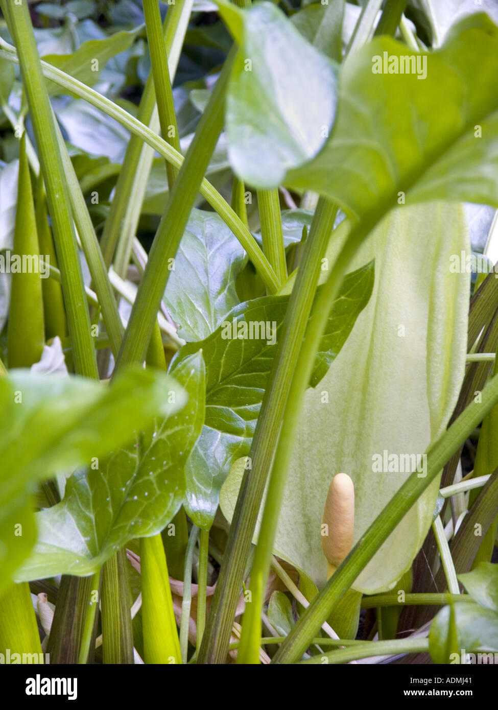 ARACEAE Arum Maculatum L Aron Aronstab Geophyt subatl smed hygromorph Stock Photo