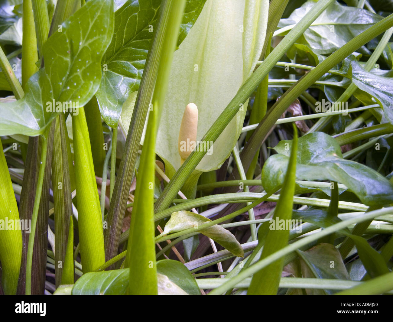 ARACEAE Arum Maculatum L Aron Aronstab Geophyt subatl smed hygromorph Stock Photo